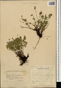 Thymus kotschyanus Boiss. & Hohen., Caucasus, Armenia (K5) (Armenia)