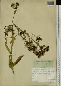 Picris davurica Fisch. ex Hornem., Siberia, Russian Far East (S6) (Russia)