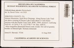 Orthotrichum alpestre Hornsch. ex Bruch & Schimp., Bryophytes, Bryophytes - America (BAm) (United States)