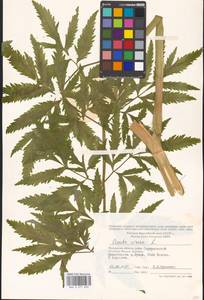 Cicuta virosa L., Eastern Europe, Moscow region (E4a) (Russia)