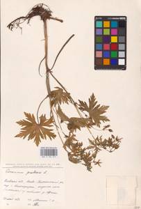 Geranium pratense L., Eastern Europe, North Ukrainian region (E11) (Ukraine)