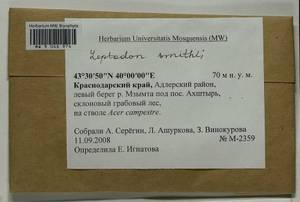 Leptodon smithii (Dicks. ex Hedw.) F. Weber & D. Mohr, Bryophytes, Bryophytes - North Caucasus & Ciscaucasia (B12) (Russia)