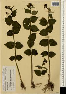 Vincetoxicum juzepczukii × hirundinaria, Crimea (KRYM) (Russia)