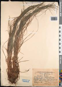 Carex globularis L., Siberia, Russian Far East (S6) (Russia)