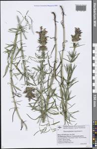 Dracocephalum ruyschiana L., Eastern Europe, Eastern region (E10) (Russia)