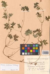 Geranium dahuricum DC., Siberia, Russian Far East (S6) (Russia)