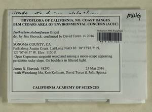 Pseudisothecium stoloniferum (Brid.) Grout, Bryophytes, Bryophytes - America (BAm) (United States)