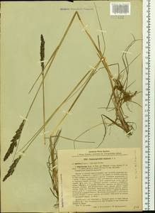 Achnatherum calamagrostis (L.) P.Beauv., Siberia, Baikal & Transbaikal region (S4) (Russia)