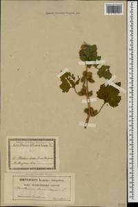 Xanthium strumarium L., Caucasus, Georgia (K4) (Georgia)