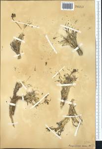 Astragalus heterodontus Boriss., Middle Asia, Pamir & Pamiro-Alai (M2)