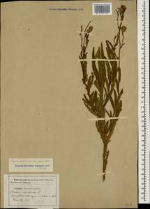 Cirsium arvense (L.) Scop., Caucasus, Stavropol Krai, Karachay-Cherkessia & Kabardino-Balkaria (K1b) (Russia)