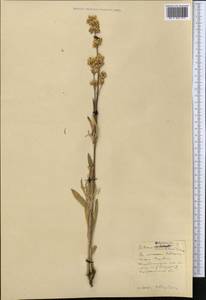 Silene densiflora, Middle Asia, Northern & Central Kazakhstan (M10) (Kazakhstan)