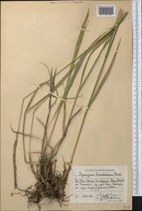 Elymus uralensis (Nevski) Tzvelev, Middle Asia, Western Tian Shan & Karatau (M3) (Kazakhstan)