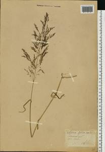 Apera spica-venti (L.) P.Beauv., Eastern Europe, Moscow region (E4a) (Russia)