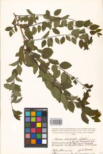 Prunus cerasifera Ehrh., Eastern Europe, Moscow region (E4a) (Russia)