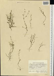 Arenaria serpyllifolia L., Eastern Europe, South Ukrainian region (E12) (Ukraine)