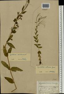 Epilobium collinum C. C. Gmel., Eastern Europe, Central forest-and-steppe region (E6) (Russia)