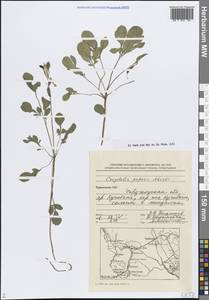 Corydalis popovii Nevski, Middle Asia, Pamir & Pamiro-Alai (M2) (Turkmenistan)