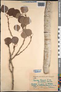 Populus tremula L., Siberia, Baikal & Transbaikal region (S4) (Russia)