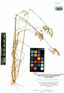 Anthoxanthum glabrum (Trin.) Veldkamp, Siberia, Baikal & Transbaikal region (S4) (Russia)