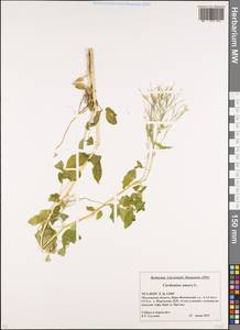 Cardamine amara L., Eastern Europe, Moscow region (E4a) (Russia)