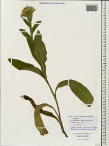 Inula thapsoides (M. Bieb.) Spreng., Caucasus, Black Sea Shore (from Novorossiysk to Adler) (K3) (Russia)