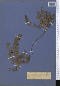 Rubia tatarica (Trevis.) F.Schmidt, Middle Asia, Muyunkumy, Balkhash & Betpak-Dala (M9) (Kazakhstan)