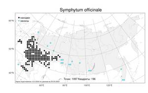 Symphytum officinale L., Atlas of the Russian Flora (FLORUS) (Russia)