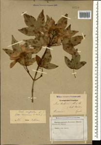 Acer campestre L., Caucasus, Armenia (K5) (Armenia)