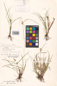 Carex oederi var. bergrothii (Palmgr.) Hedrén & Lassen, Eastern Europe, Estonia (E2c) (Estonia)