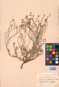 Limonium suffruticosum (L.) Kuntze, Eastern Europe, Lower Volga region (E9) (Russia)