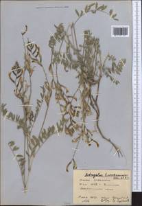 Astragalus turczaninovii Kar. & Kir., Middle Asia, Syr-Darian deserts & Kyzylkum (M7) (Kazakhstan)