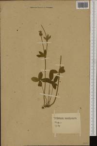 Trifolium montanum L., Western Europe (EUR) (Germany)