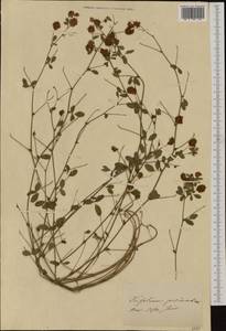 Trifolium campestre Schreb., Western Europe (EUR) (Switzerland)