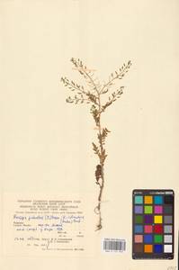 Rorippa palustris (L.) Besser, Eastern Europe, West Ukrainian region (E13) (Ukraine)