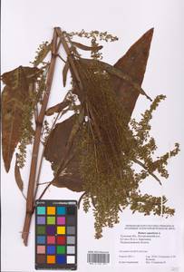 Rumex aquaticus L., Eastern Europe, Central region (E4) (Russia)