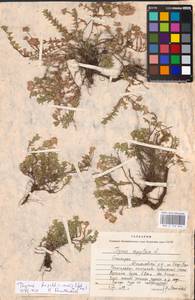 MHA 0 156 846, Thymus bashkiriensis Klokov & Des.-Shost., Eastern Europe, Eastern region (E10) (Russia)