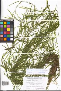 Potamogeton acutifolius Link ex Roem. & Schult., Eastern Europe, Central region (E4) (Russia)