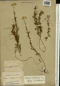 Cuscuta epithymum (L.) L., Eastern Europe, South Ukrainian region (E12) (Ukraine)