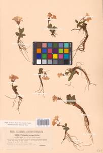 Primula integrifolia L., Western Europe (EUR) (Austria)