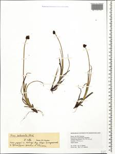 Carex heleonastes Ehrh. ex L.f., Caucasus, Stavropol Krai, Karachay-Cherkessia & Kabardino-Balkaria (K1b) (Russia)