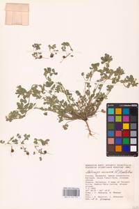 Medicago minima (L.) Bartal., Eastern Europe, Lower Volga region (E9) (Russia)