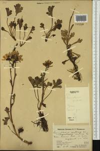 Arctanthemum arcticum (L.) Tzvelev, Siberia, Chukotka & Kamchatka (S7) (Russia)