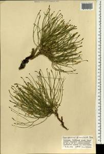 Lipschitzia divaricata (Turcz.) Zaika, Sukhor. & N. Kilian, Mongolia (MONG) (Mongolia)