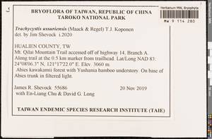 Trachycystis ussuriensis (Regel & Maack) T.J. Kop., Bryophytes, Bryophytes - Asia (outside ex-Soviet states) (BAs) (Taiwan)