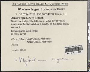 Dicranum undulatum Schrad. ex Brid., Bryophytes, Bryophytes - Russian Far East (excl. Chukotka & Kamchatka) (B20) (Russia)