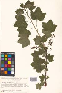 Ribes rubrum L., Eastern Europe, Moscow region (E4a) (Russia)