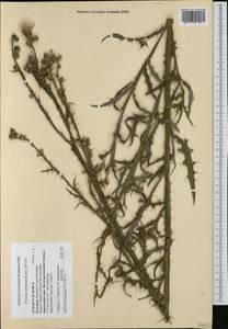 Cirsium creticum (Lam.) d'Urv., Western Europe (EUR) (Bulgaria)