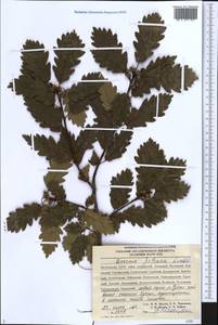 Quercus petraea (Matt.) Liebl., Caucasus, Dagestan (K2) (Russia)