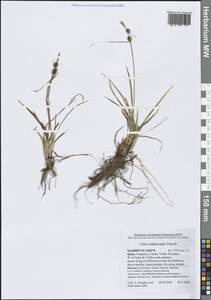 Carex lepidocarpa Tausch, Western Europe (EUR) (Spain)